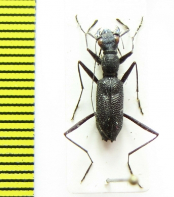 Pogonostoma sp.  Madagascar - INSECTS-STORE.RU