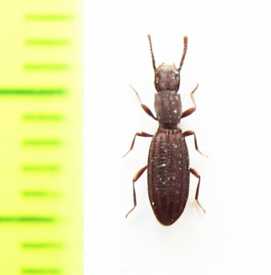 Microtelus lethieryi  Tunis - INSECTS-STORE.RU