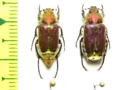 Eulasia straussi  Iran, Lorestan prov. - INSECTS-STORE.RU