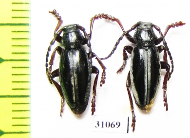 Dorcadion nitidum  Armenia - INSECTS-STORE.RU