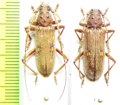 Eburia haldemani, pair  USA - INSECTS-STORE.RU