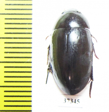 Hydrophilidae sp.  South Africa Rep. - INSECTS-STORE.RU