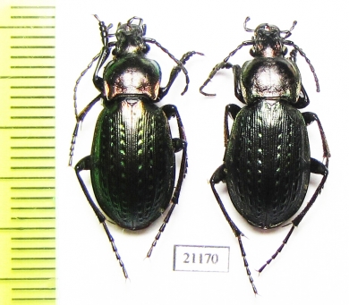 Carabus (Eucarabus) billbergi  Russia, Far East - INSECTS-STORE.RU