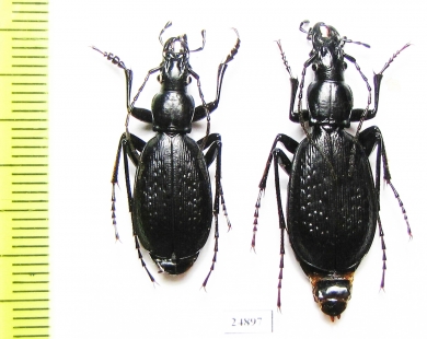 Carabus (Tribax) kasbekianus mingrelicus, pair  Georgia - INSECTS-STORE.RU