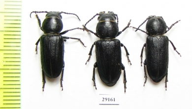 Spondylus buprestoides  Russia, Tver reg. - INSECTS-STORE.RU