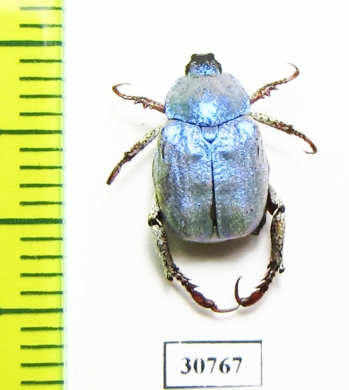 Hoplia coerulea  Spain - INSECTS-STORE.RU