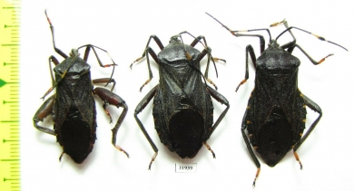 Hemiptera sp., pair  Peru - INSECTS-STORE.RU