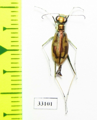Hypaetha ornatipennis, female  Iran, Sistan prov. - INSECTS-STORE.RU
