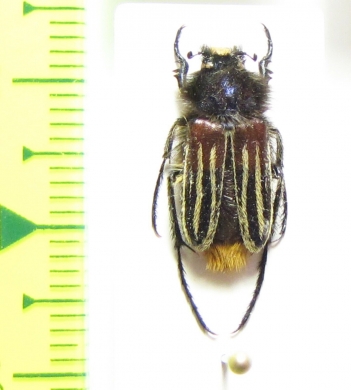 Eulasia vittata lineata  Lebanon - INSECTS-STORE.RU