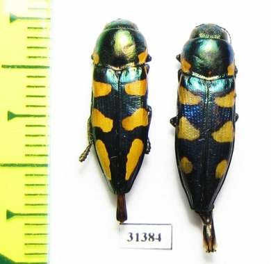 Thrincopyge alacris, pair  USA - INSECTS-STORE.RU