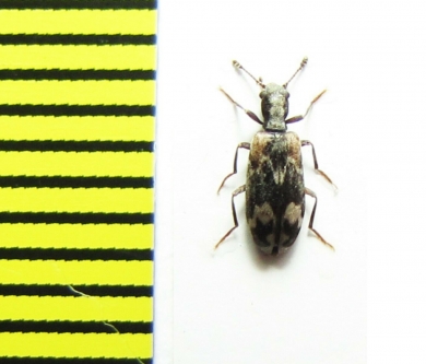 Agnathus decoratus  Czech Rep. - INSECTS-STORE.RU