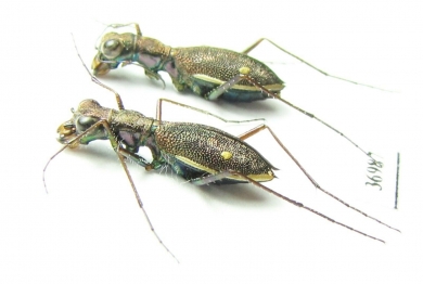 Dromica sp.  South Africa Rep. - INSECTS-STORE.RU