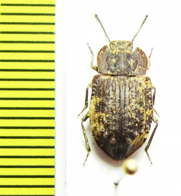 Tenebrionidae sp.  New Zealand - INSECTS-STORE.RU