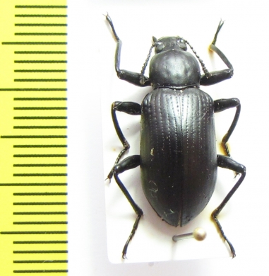 Tenebrionidae sp.  Laos - INSECTS-STORE.RU