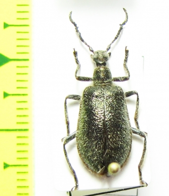 Tenebrionidae sp.  Malaysia, Borneo - INSECTS-STORE.RU