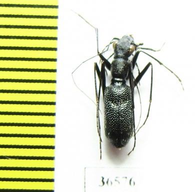 Pogonostoma sp.  Madagascar - INSECTS-STORE.RU