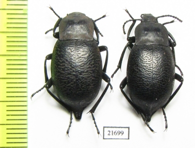 Blaps sp.  China, Inner Mongolia prov. - INSECTS-STORE.RU