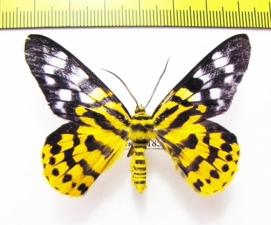 Dysphania subrepleta  Malaysia - INSECTS-STORE.RU