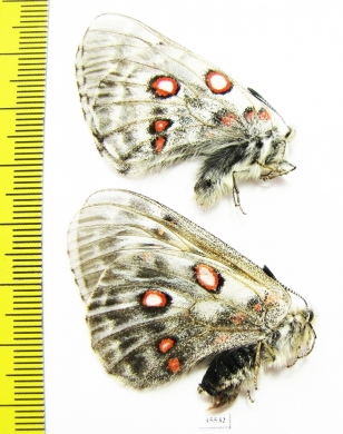 Parnassius tianschanicus tianschanicus, pair  Kazakhstan - INSECTS-STORE.RU