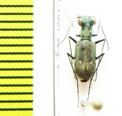 Cicindelinae sp.  India, Meghalaya - INSECTS-STORE.RU