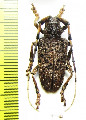 Aristobia sp.  China, Sichuan prov. - INSECTS-STORE.RU