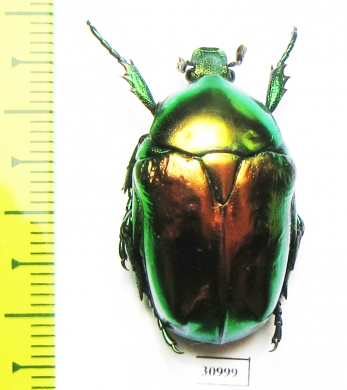 Protaetia speciosissima  Greece - INSECTS-STORE.RU