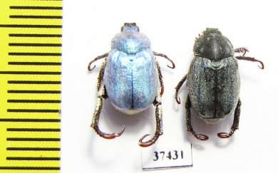 Hoplia coerulea  Spain - INSECTS-STORE.RU