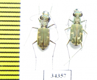 Cylindera pygmaea laetula, pair  Iran, Hormozgan prov. - INSECTS-STORE.RU
