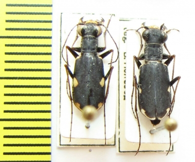 Cylindera ? germanica  Russia, Altai reg. - INSECTS-STORE.RU