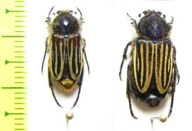 Eulasia vittata lineata  Lebanon - INSECTS-STORE.RU