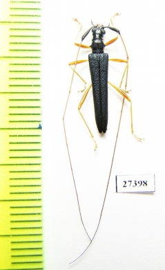 Cerambycidae sp.  Madagascar - INSECTS-STORE.RU