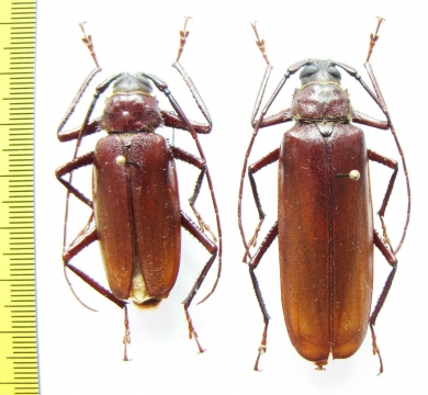 Macrotoma sp., pair  Congo - INSECTS-STORE.RU