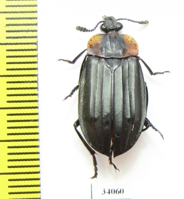 Silphidae sp.  Ecuador - INSECTS-STORE.RU