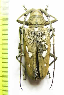 Batocera magica  Philippines - INSECTS-STORE.RU