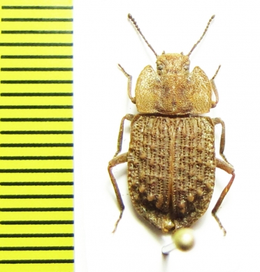 Tenebrionidae sp.  New Zealand - INSECTS-STORE.RU