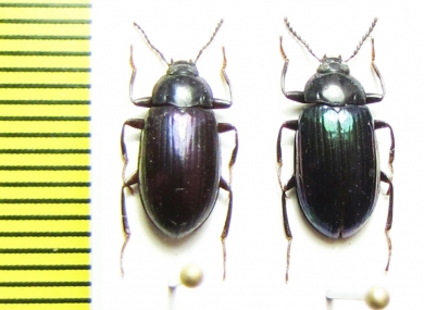 Ceropria viridula  Indonesia, Papua - INSECTS-STORE.RU