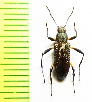 Tenebrionidae sp.  Malaysia, Borneo - INSECTS-STORE.RU