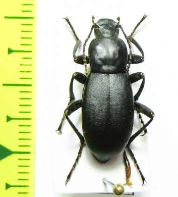 Blaps sp.  China, Quinghai prov. - INSECTS-STORE.RU