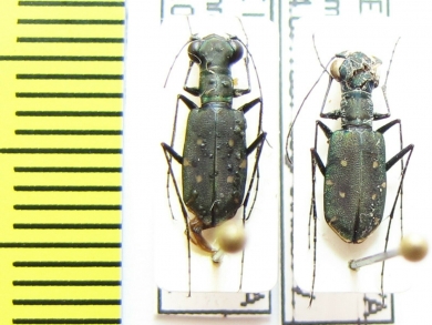 Cicindelinae sp.  India, Meghalaya - INSECTS-STORE.RU