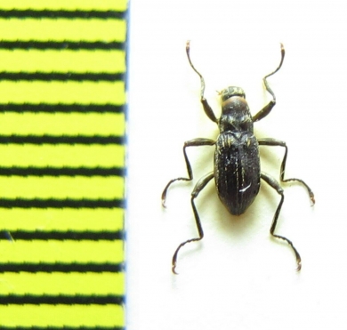 Macronychus quadrituberculatus  Belorussia - INSECTS-STORE.RU