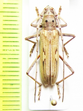 Eburia stigma  USA - INSECTS-STORE.RU