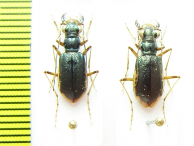 Guineica ? tetrachoides, pair  Indonesia, Papua - INSECTS-STORE.RU