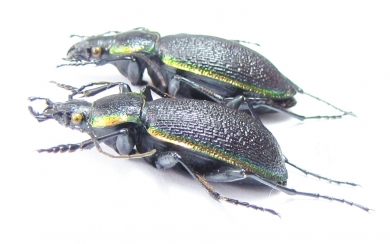 Carabus (Megodontus) vietinghoffi bowringi, pair  Russia, Far East - INSECTS-STORE.RU