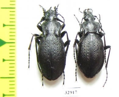 Carabus (Meganebrius) scheibei diricola, pair  Pakistan - INSECTS-STORE.RU