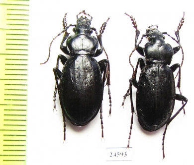 Carabus (Morphocarabus) spasskianus schestopalovi  Kazakhstan - INSECTS-STORE.RU