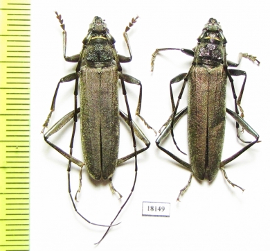 Turkaromia pruinosa, pair  Kazakhstan - INSECTS-STORE.RU