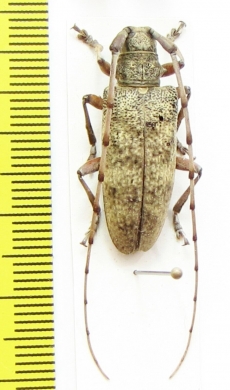 Cerambycidae sp.  Japan - INSECTS-STORE.RU
