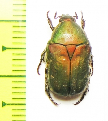 Gametis sanguinalis  Pakistan - INSECTS-STORE.RU