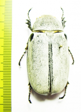 Melolonthinae sp.  Madagascar - INSECTS-STORE.RU