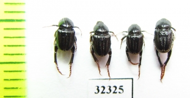 Hopliini sp.  South Africa Rep. - INSECTS-STORE.RU